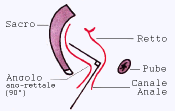 [sezione sagittale del canale anale]